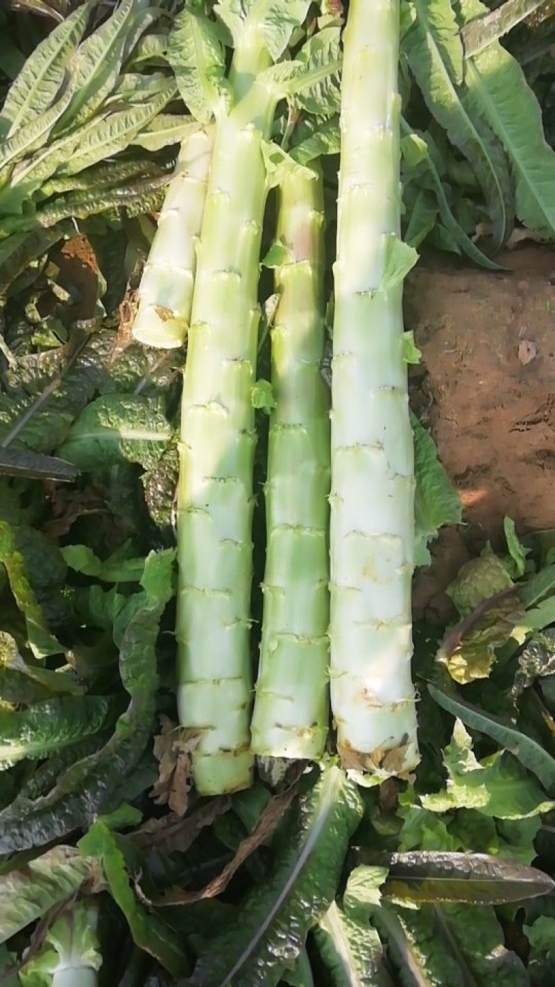 精品莴笋杆子大量供应，基地代发，可供加工厂，电商，食堂