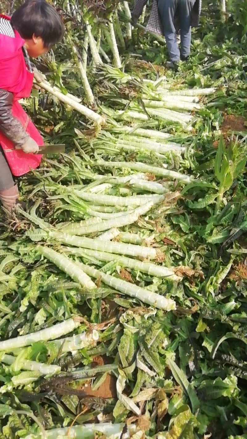 精品莴笋杆子大量供应，基地代发，可供加工厂，电商，食堂