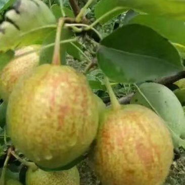 梨树苗