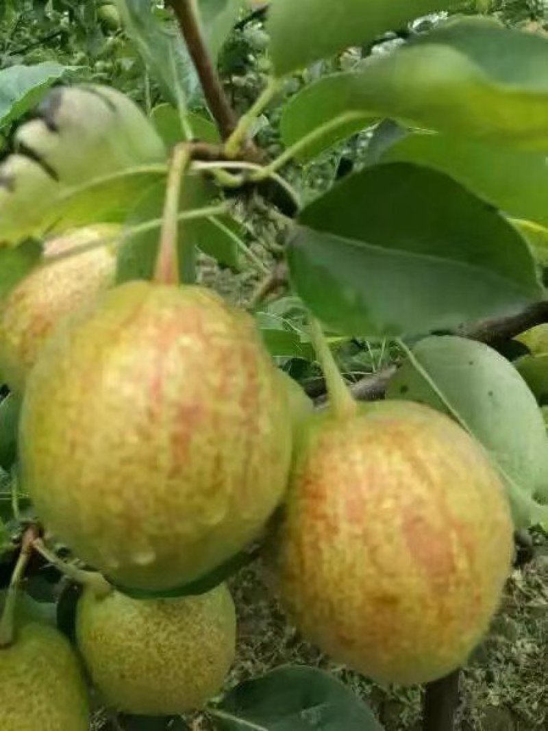 梨树苗