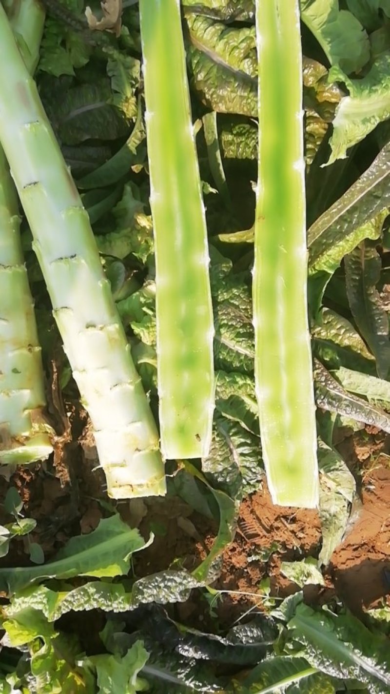 精品莴笋杆子大量供应，基地代发，可供加工厂，电商，食堂