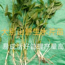 水芹菜种苗10~20cm