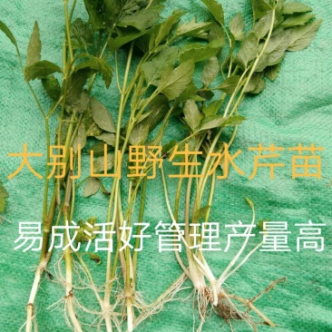 水芹菜种苗10~20cm