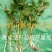 水芹菜种苗10~20cm