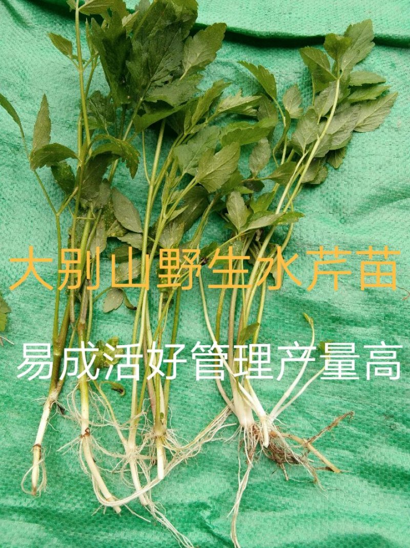 水芹菜种苗10~20cm