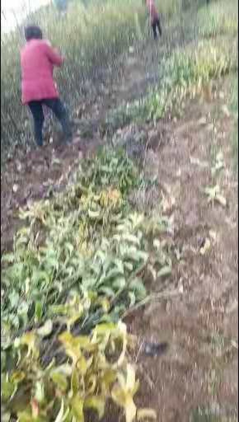 梨树苗