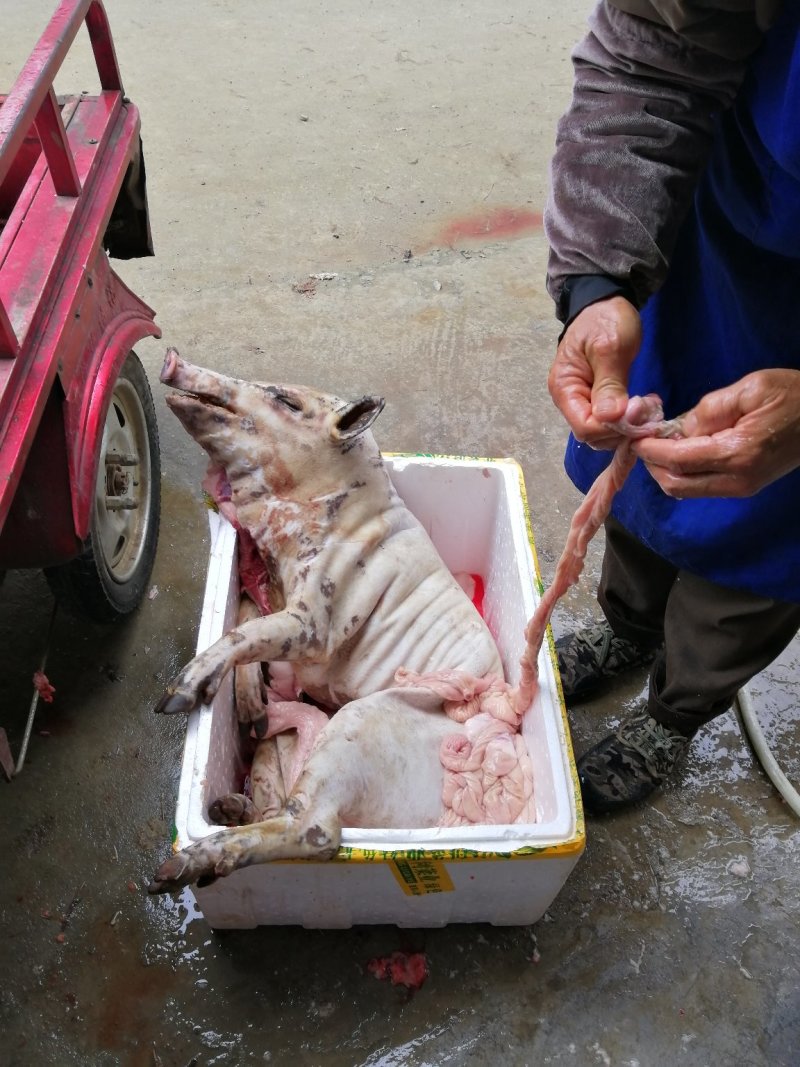 预售藏香猪种猪、商品猪