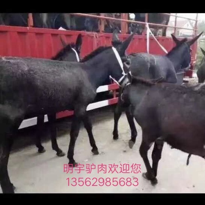 驴肉