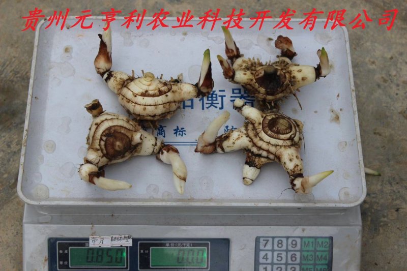 白芨