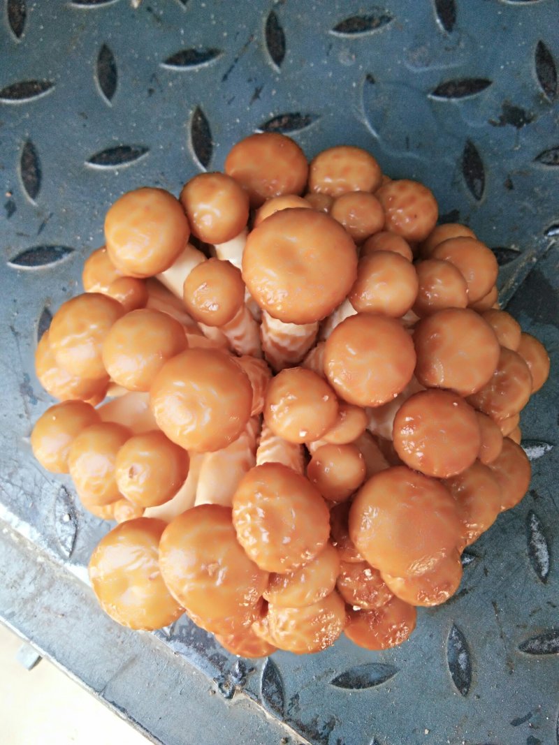 滑子蘑