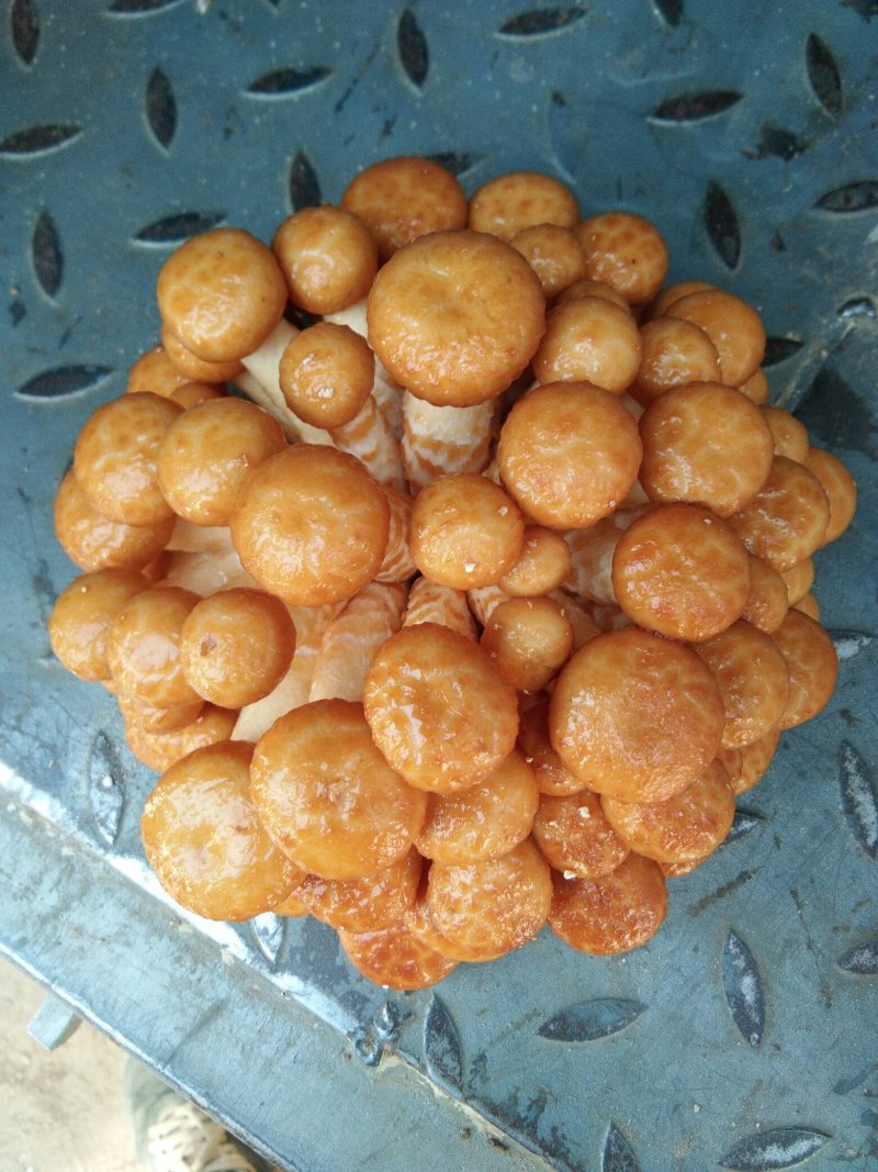 滑子蘑