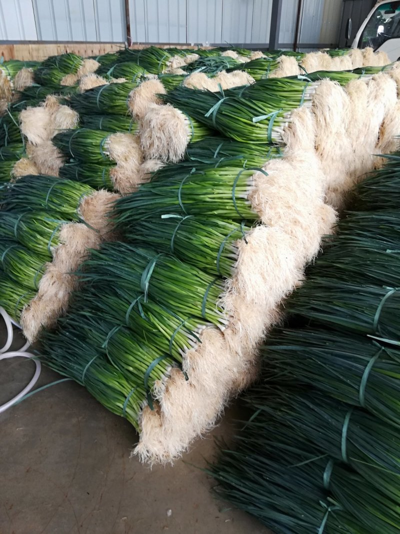 四季蒜苗60~70cm