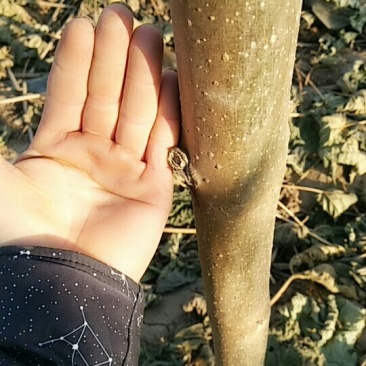 泡桐树苗