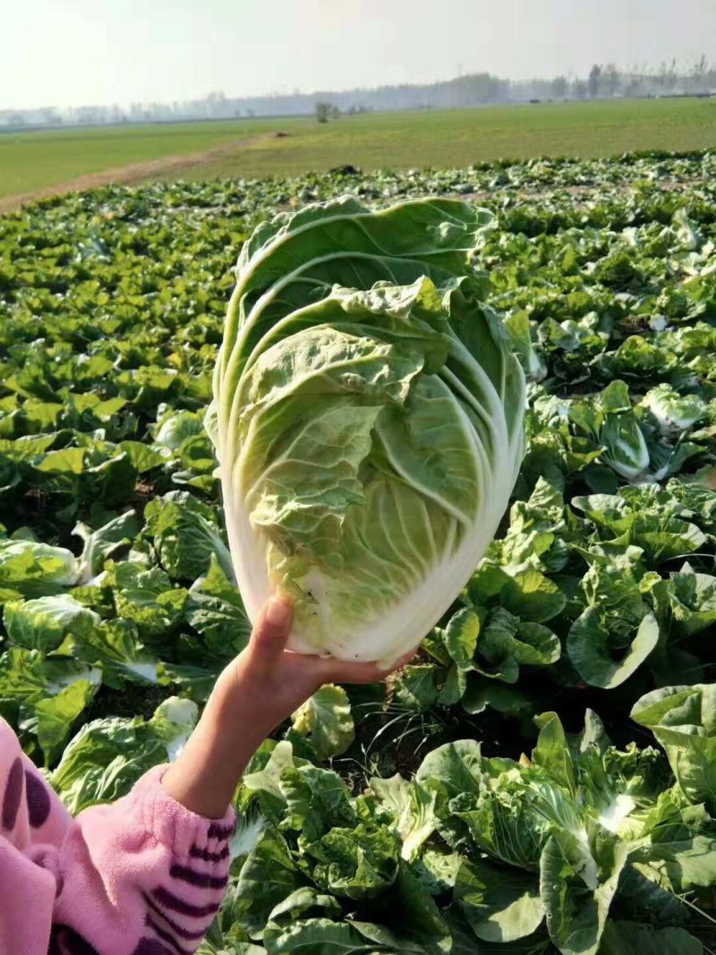 夏阳白菜，义和秋，大量上市