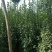 精品北海道黄杨
