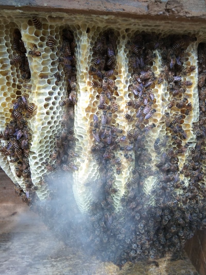 土蜂蜜