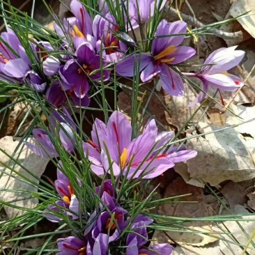 藏红花种球花球