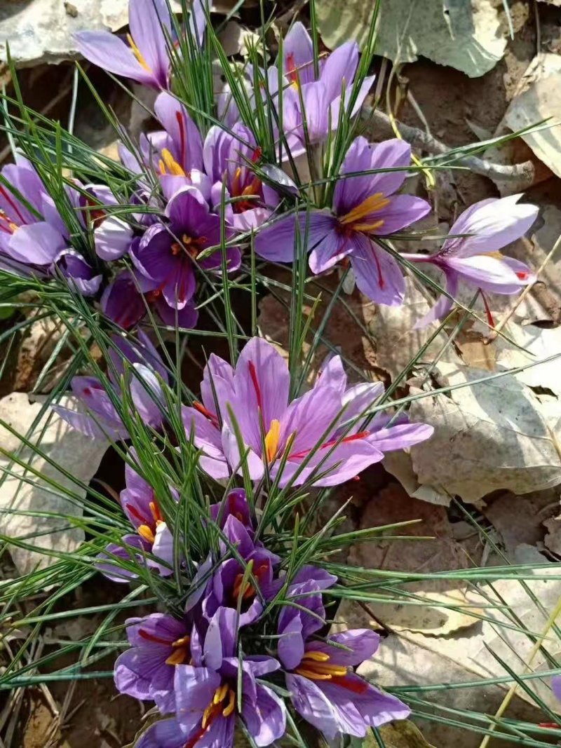 藏红花种球花球