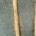 精品白玉山药大量走货中