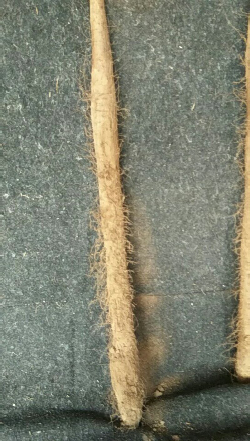 精品白玉山药大量走货中