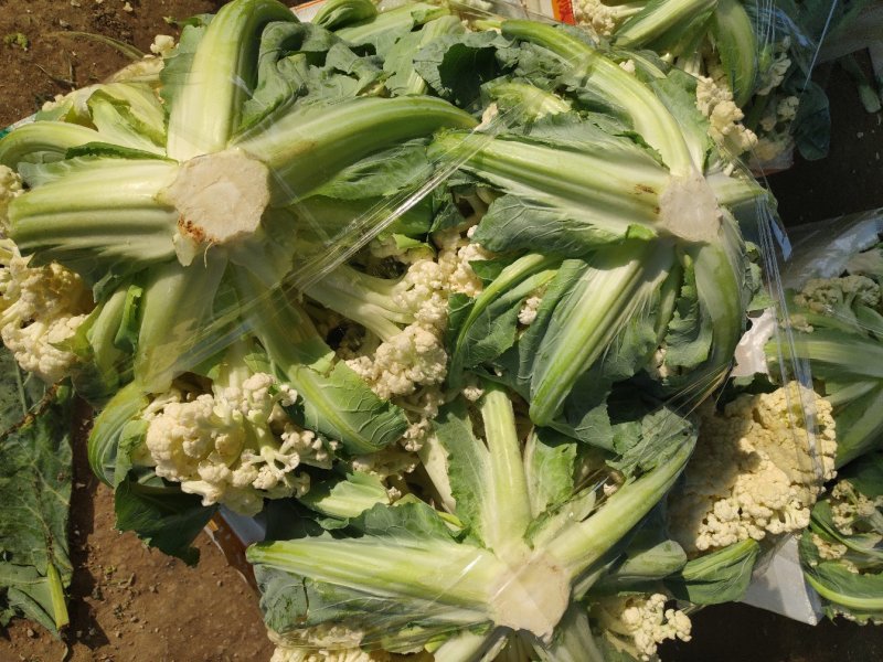 松花菜，白花菜