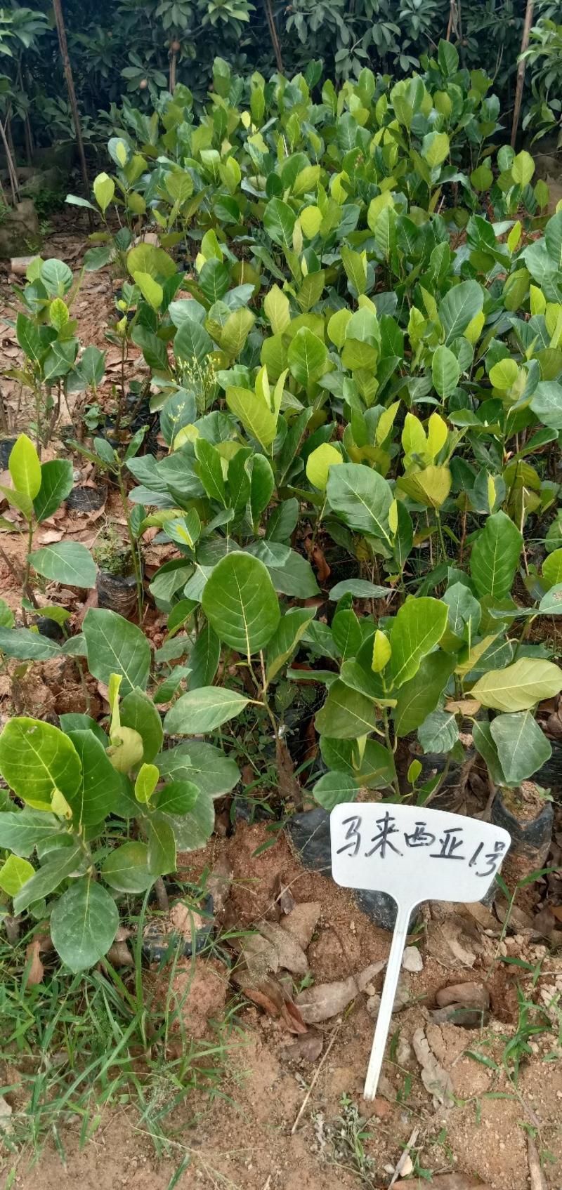 红肉菠萝蜜苗马来西亚一号泰国8号12号5号木菠萝苗