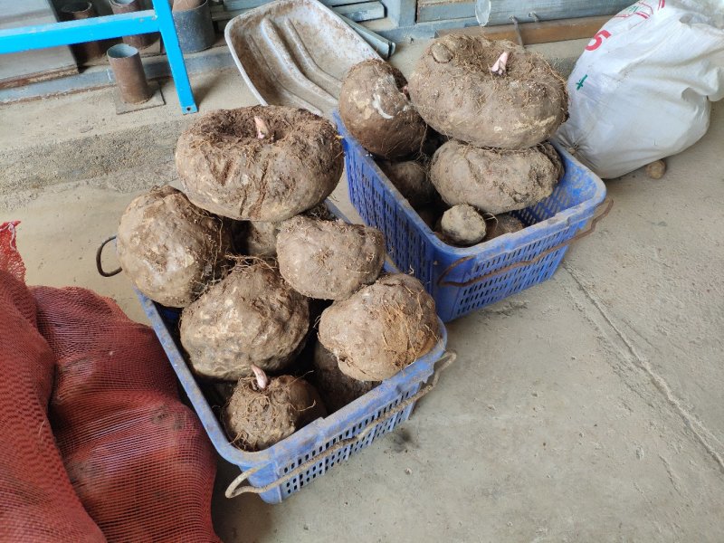 四川大凉山基地现挖新鲜大魔芋灰菜做魔芋豆腐磨芋头100斤