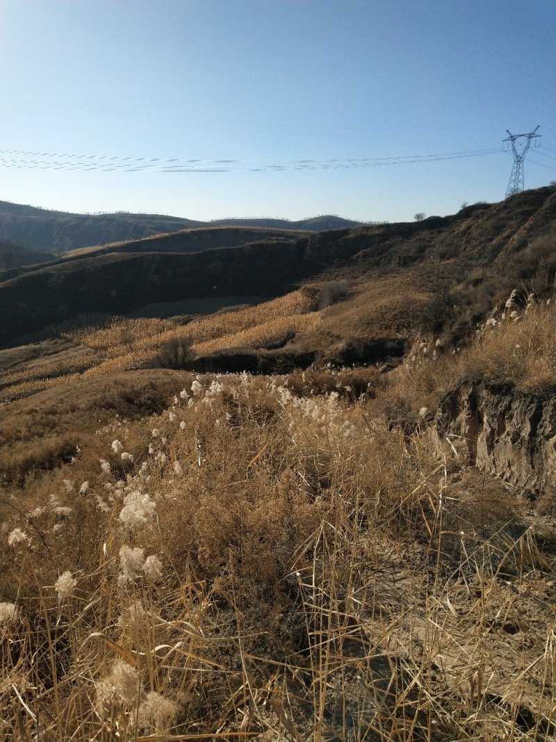 荒山