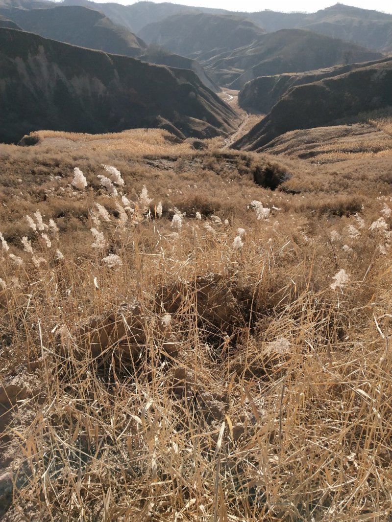 荒山