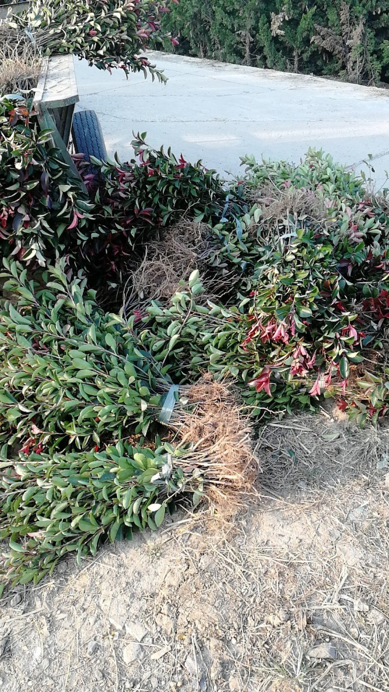 南京地区精品红叶石楠小苗优惠供应红叶石楠杯苗，江苏石楠