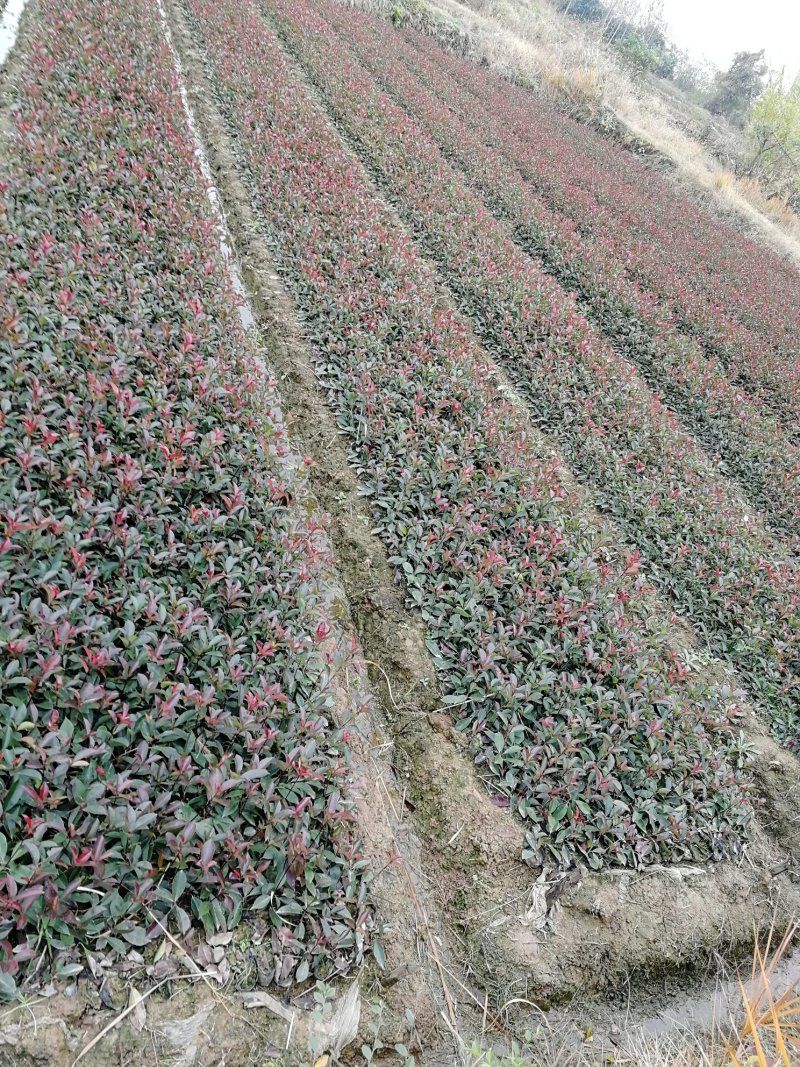 南京地区精品红叶石楠小苗优惠供应红叶石楠杯苗，江苏石楠