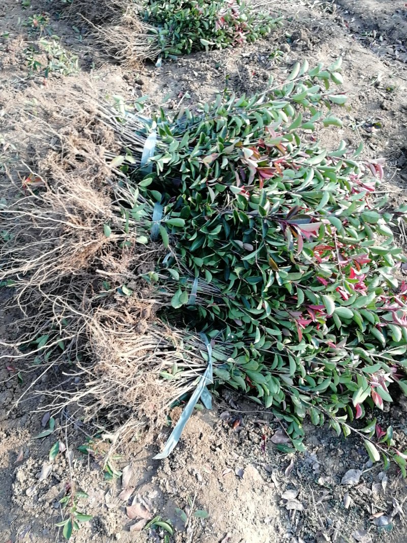 南京地区精品红叶石楠小苗优惠供应红叶石楠杯苗，江苏石楠