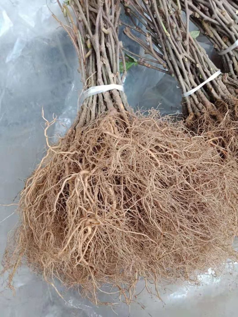 上虞市章镇：0.8起猕猴桃实生苗