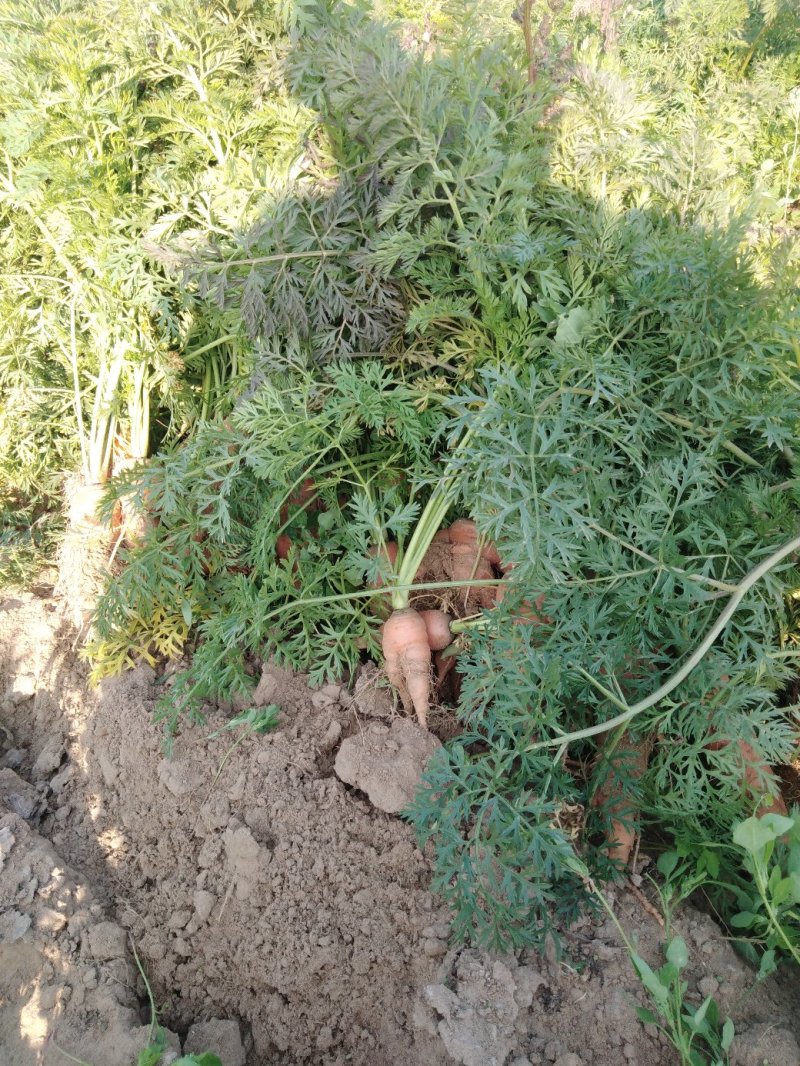 胡萝卜下脚料