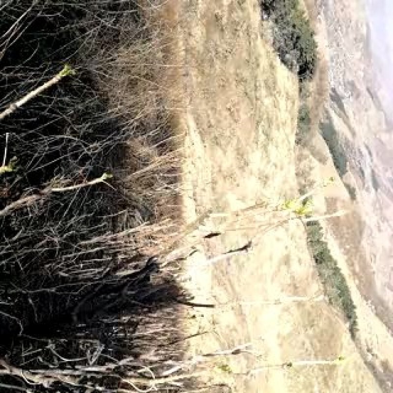 刺龙芽头芽20元一斤现货头茬