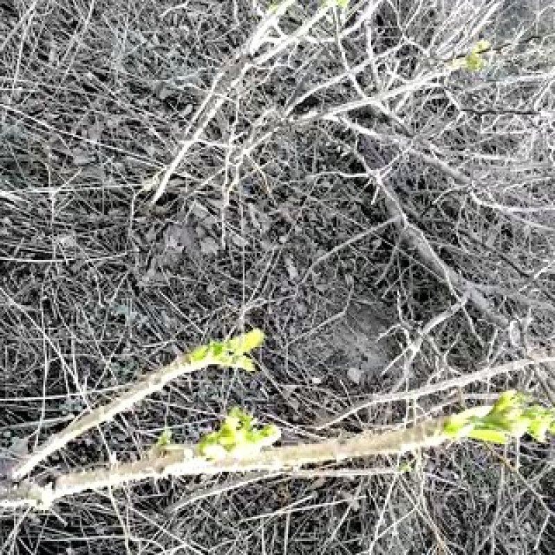 刺龙芽头芽20元一斤现货头茬