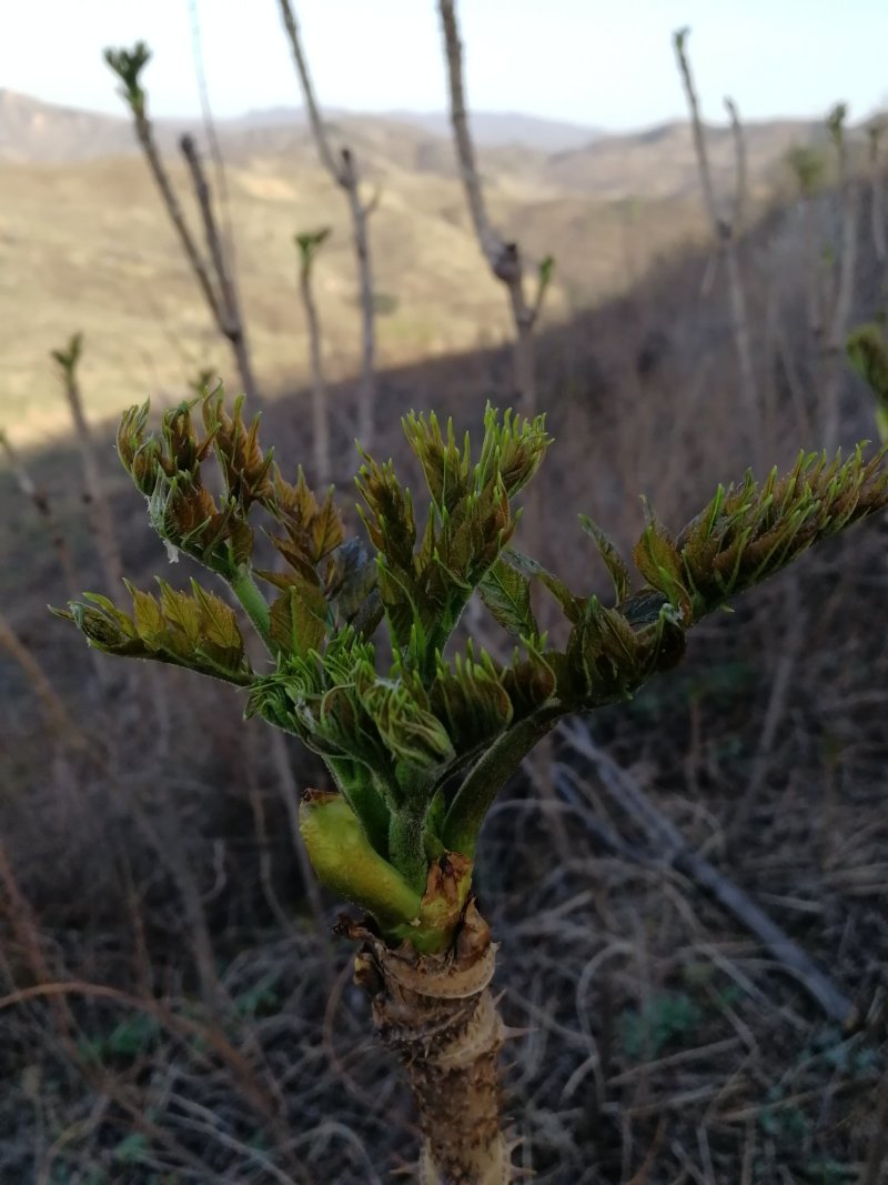 刺龙芽头芽20元一斤现货头茬