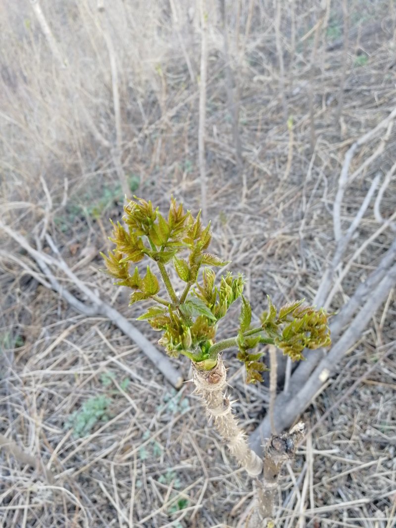 刺龙芽头芽20元一斤现货头茬