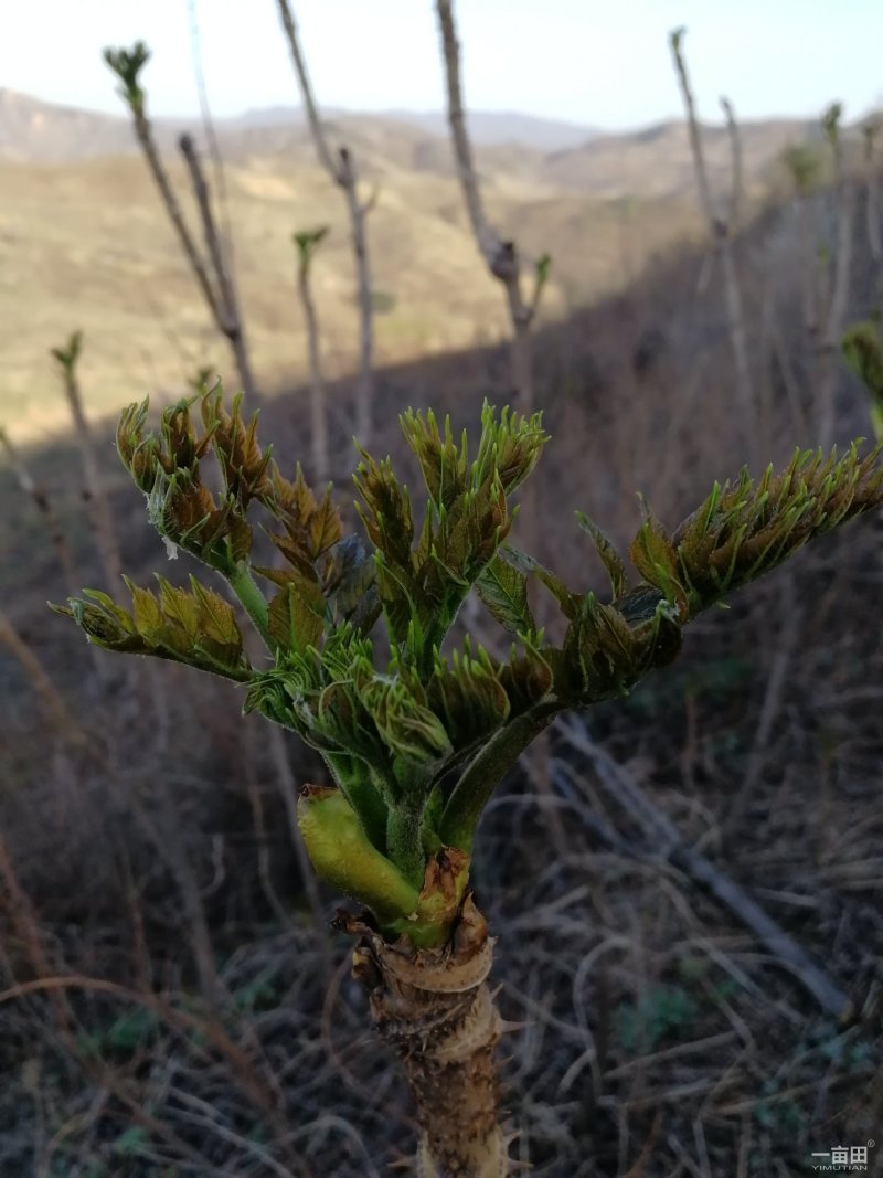 刺龙芽头芽20元一斤现货头茬