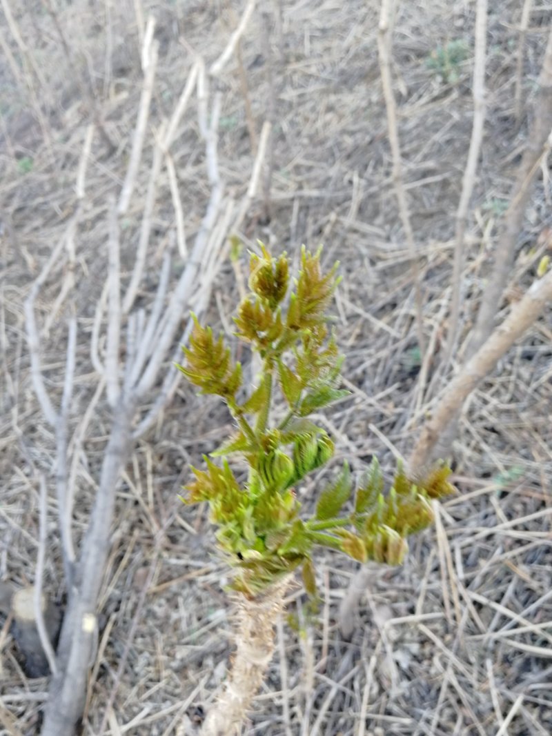 刺龙芽头芽20元一斤现货头茬