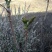 刺龙芽头芽20元一斤现货头茬