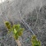 刺龙芽头芽20元一斤现货头茬