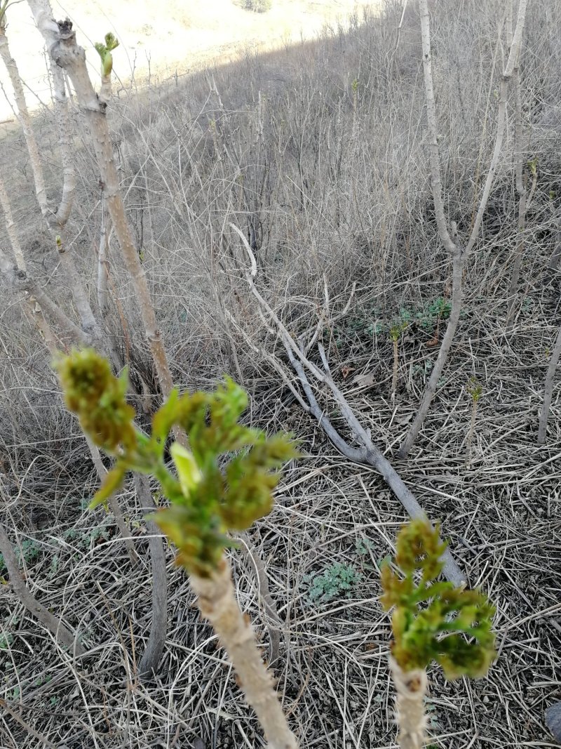 刺龙芽头芽20元一斤现货头茬