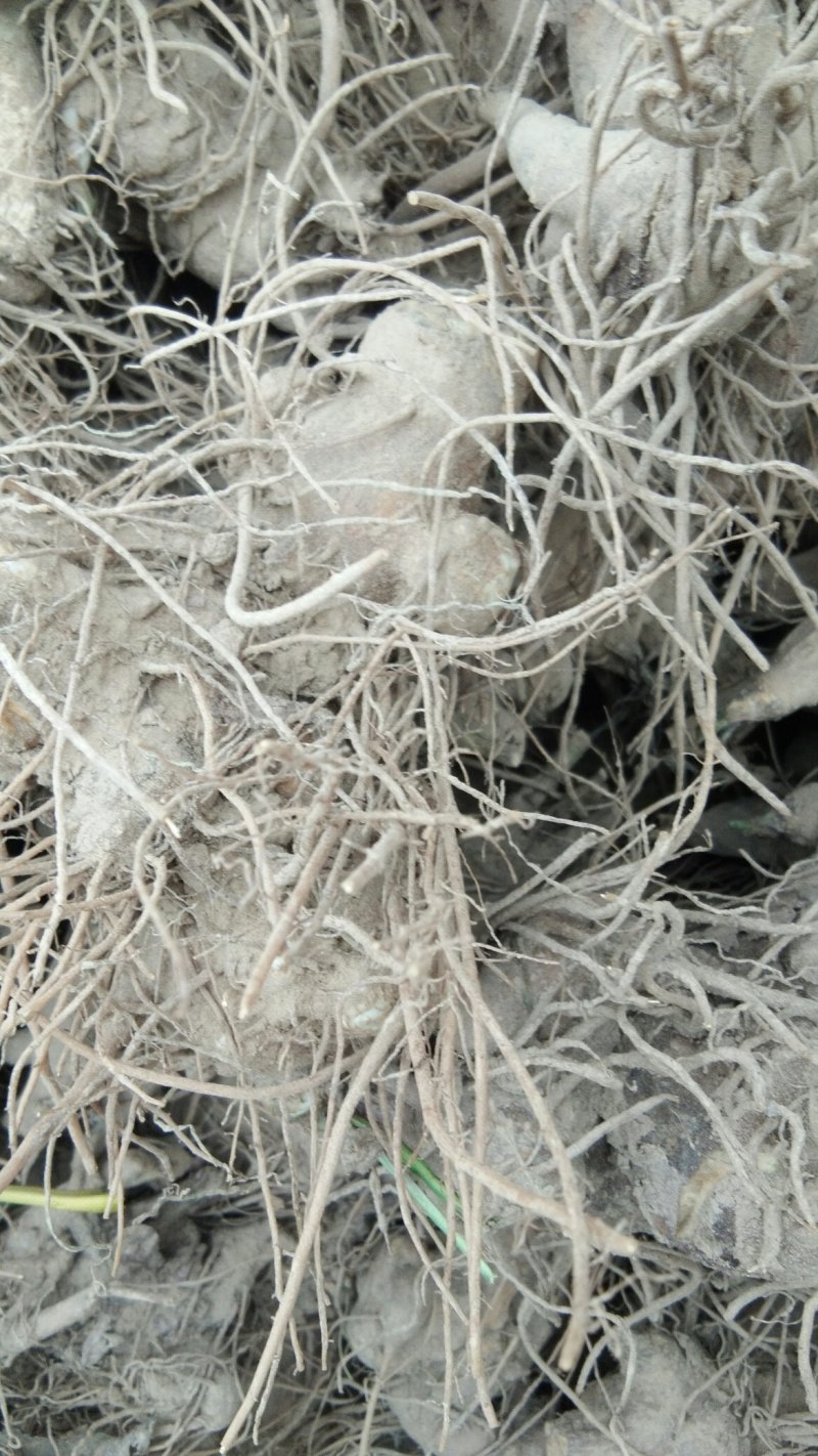 二年鲜白术，，大量出售