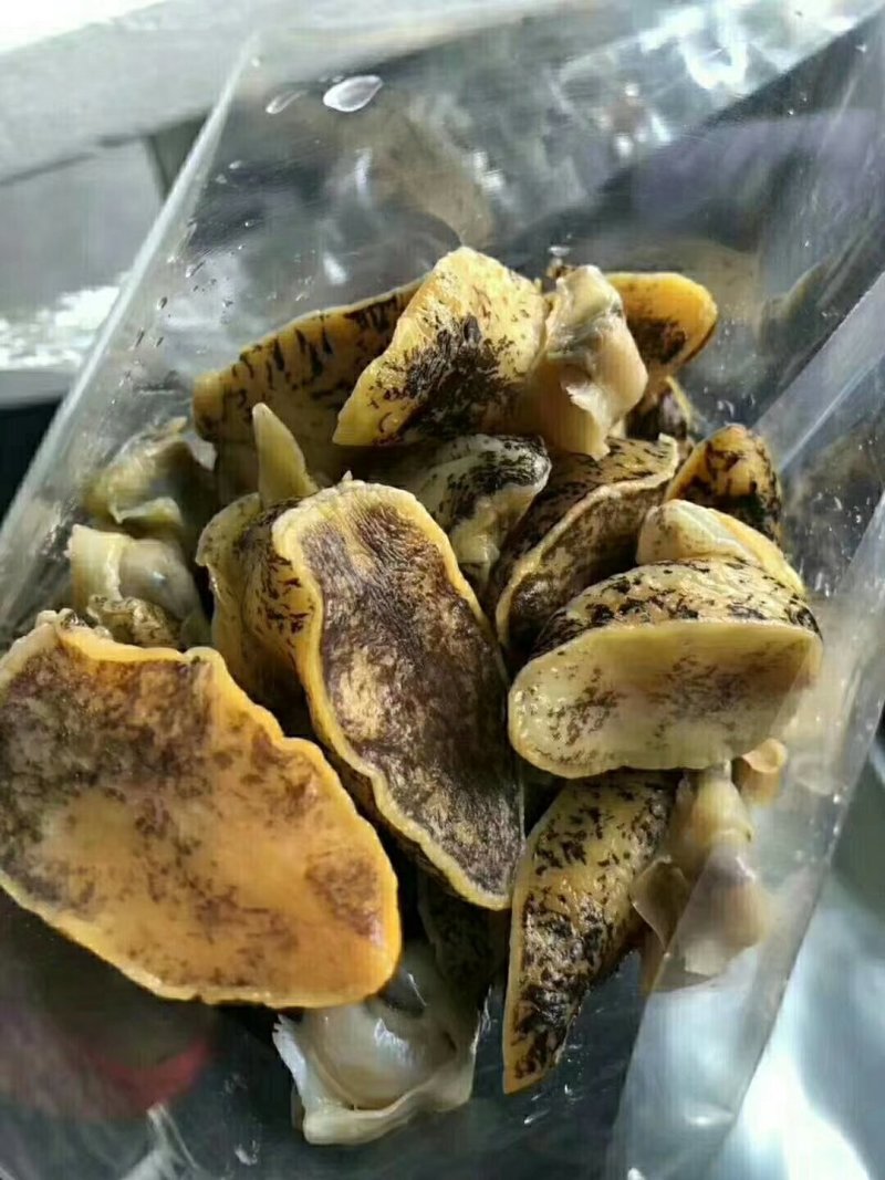 假鲍鱼
