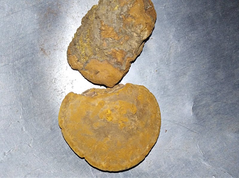 桑黄桑树黄正品野生货含量高养生馆直供