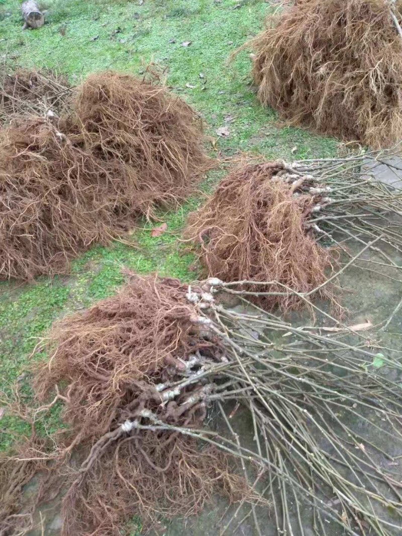 上虞章镇：红阳猕猴桃苗