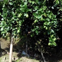 海南香水柠檬产地直发无籽果皮清香无籽香水柠檬子弹头