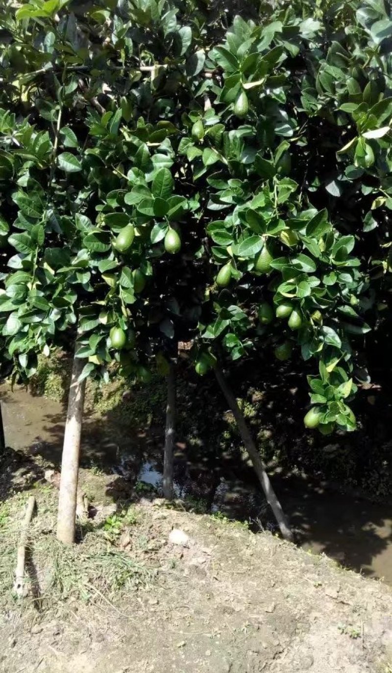 海南香水柠檬产地直发无籽果皮清香无籽香水柠檬子弹头