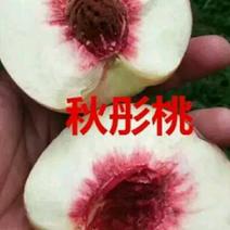 秋彤桃树苗，晚熟桃树品种，9月份成熟的桃树品种